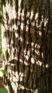 Sunlit oak bark